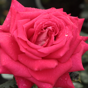 Szkółka róż - róża wielkokwiatowa - Hybrid Tea - różowy  - Rosa  Agkon - róża bez zapachu - Richard Agel - Cechują ją wolniej otwierające się, jaskrawe kwiaty o ciekawych kolorach.
